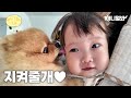 (감동주의)아기와 강아지가 처음 만난 순간|육아하는 강아지ㅣBaby And Dog First Encounter, Dog Parenting Dog