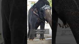 அழகாக ஆடும் யானை | Cute Dancing Elephant #Shorts