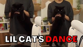 Lil cat does a dancey-dance on Miyoung's stream