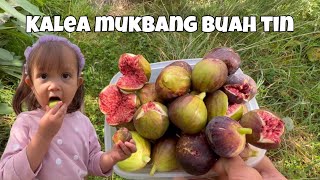 PANEN BUAH TIN | Kalea Mukbang buah Tin 😋