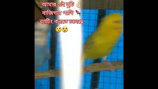 আমার এই✌🏻দুটি বাজিগরপাখি🦜আজকে বেডিং বা মিটিং করতে চলেছে😯😲আপনারা দেখুন এই ভিডিওর মাধ্যমে#youtube🙏👉🔔👈🙏