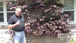 Grower Don: Forest Pansy Espalier