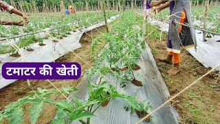 Tomato farming🍅🍅 full video