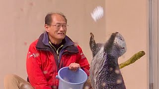 ラッコ　キラちゃん　ナイスキャッチだよ【鳥羽水族館】Sea otter Kira-chan Toba Aquarium