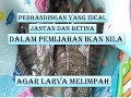 Terungkap!! Perbandingan nila dalam pemijahan ikan nila, antara jantan dan betina.