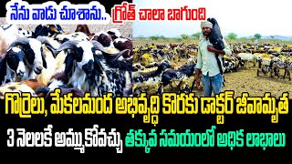 గొర్రెలు మేకలు తొందరగా బరువు పెరగాలంటే..! | Sheep Farming | Goat Farm | Kiran Tv Rythu |