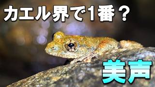 カエル界で一番美しい鳴き声と噂のカジカガエルを観察する