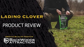 All about Ladino Clover! Frost Seeding and Over-seeding Clover