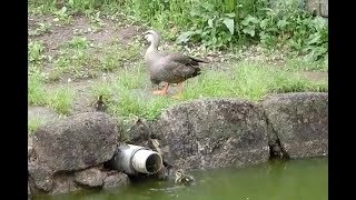 カルガモの親子　群れについていけないヒナ　水の上を超高速で走る