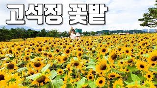 고석정 꽃밭 철원 가볼 만한 곳 / 짜증 난 와이프 기분 풀어주기 좋은 곳