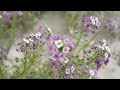 the most beautiful lavender flowers