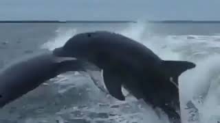 Dolphin accident while jumping