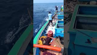 മീൻ പിടുത്തം എത്ര പെട്ടന്ന്  ബോട്ട് നിറന്നു || Superb fast fishing 🎣  **Boat full ** #fishing #sea