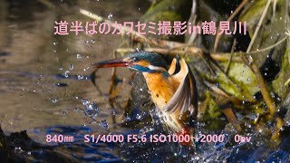 道半ばのカワセミ撮影in鶴見川　2025年2月9日 #kingfisher #nature #wildbirds