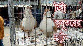 টঙ্গী কবুতরের হাট  || Yellow shiraji ||  Sobji racer Pair  || kobutor bazar || Part - 01