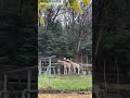 【東山動植物園公式】雨の中のアメリとカンナ、そしてミモザ《 アミメキリン　キリン 》 short