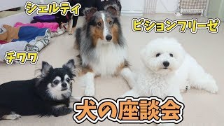 昼下がりの座談会 🐶ひみつきちなう！②🐶 (ビションフリーゼ シェルティ チワワ 柴犬 マルチーズ トイプードル) 2019年10月23日