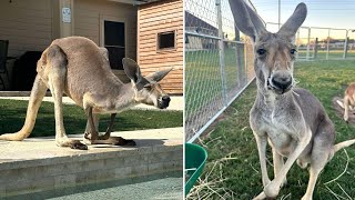 Dueños buscan a su mascota que se escapó en Texas… un canguro