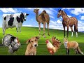 The Most Familiar Animals: Camel, Cow, Horse, Dog, Turkey, Fox - Animal Sounds