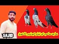 High Flyer Pigeons Sajid of Abbottabad Nawanshehr