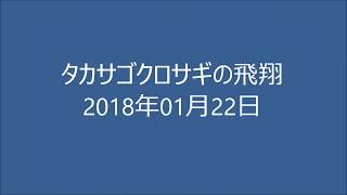 タカサゴクロサギ飛翔 シーン　2018年01月22日