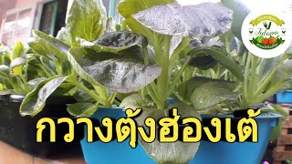 การปลูกผักไฮโดรโปนิกส์ กวางตุ้งฮ่องเต้ (pak choi) : เทคนิคการเพาะเมล็ดผักให้งอกเร็ว โตไว กล้าแข็งแรง