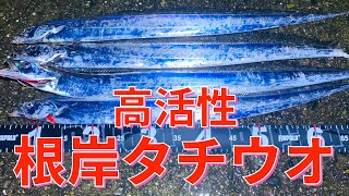 「根岸湾」タチウオをルアーで大量ゲット！横浜市内で12月なのに太刀魚もシーバスも釣れまくる！実際に捌いて食べてみた！