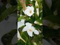 Allamanda Flowers🌸🌺🌻🌹🌷🌼💐 #shorts #shortvideo #youtubeshorts #gardening