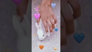 cute and innocent Rabbit 🐇 l Ideal kid Channel #funnyshorts #rabbitvideo #youtubevideo