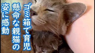 【猫】助けが来るまで、ご飯を食べずに子育てを続けていた母猫、大切な6つの命を守るため、全ての力を子猫達に注ぎ続ける　＃猫　＃ペット