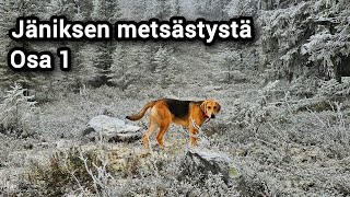 Metsästystä venäjänajokoiralla 2024