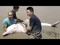 Stranded Chinese white dolphin rescued in south China| CCTV English