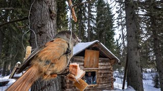 Off Grid Log Cabin: SAVE FOOD FROM THE BEAR. I LIVE ALONE. THE STORM