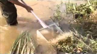 SASS5 Series - Sampling protocol vegetation biotope