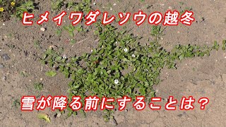 ヒメイワダレソウ（リッピア）の越冬は？