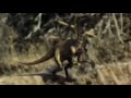 Jurassic Hunt [2021] - Compsognathus Screen Time