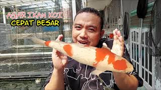 IKAN KOI SUSAH BESAR | INI YG HARUS DILAKUKAN - SUPAYA IKAN CEPAT JUMBO