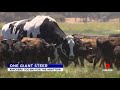 Meet 'Knickers' the enormous steer