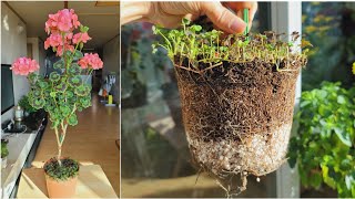 How to repot to prevent root bound plants and overwatering