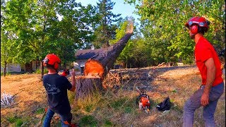 Tree Felling Scenarios Pt.1
