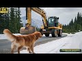 the story of a golden retriever dog barnacles honeycomb like wounds and rescue team s