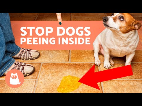 How To STOP Your DOG PEEING At HOME 🐶 (8 Tips) - YouTube