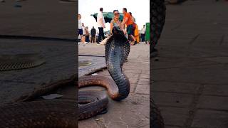 Snake Charmers in Marrakech #explore #travel #shorts #short #cobra