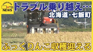 発電所トラブルで水田干上がる…トラブル乗り越え…「ふっくりんこ」収穫時期迎える　北海道・七飯町