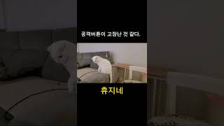 고양이의 치명적인 공격 #shorts