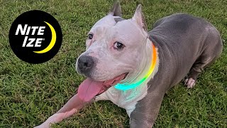 Nite Ize Nite Howl Disc-O select LED color changing necklace for dogs with rechargeable battery