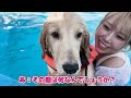 【犬かき習得への道】はじめての犬かきでゴルパピ大パニック！！