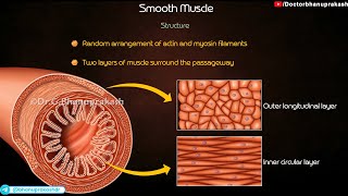 Smooth Muscle Physiology (Animation)