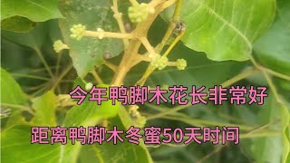 距离鸭脚木冬蜜50天时间