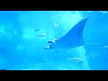 美ら海水族館を泳ぐジンベイザメの姿がこちら